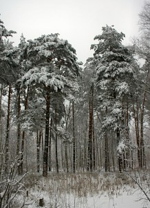 Forst im Winter